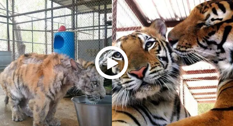 Watch As the Abused Tiger Who Has Never Seen Affection Finds Her Soulmate