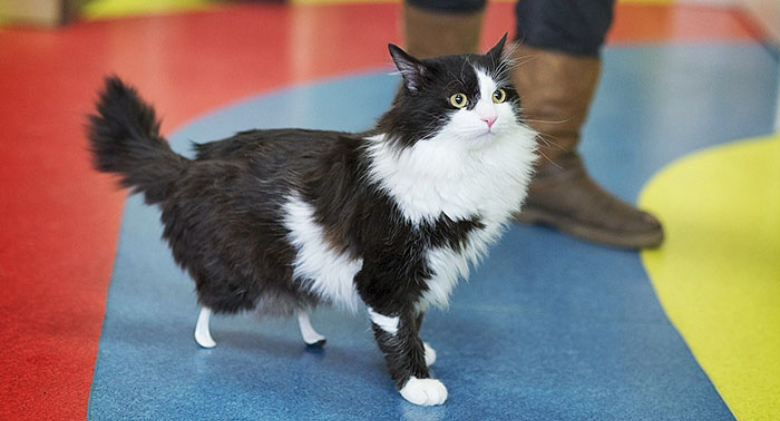 Watch the amputee cat walk once more after receiving new legs