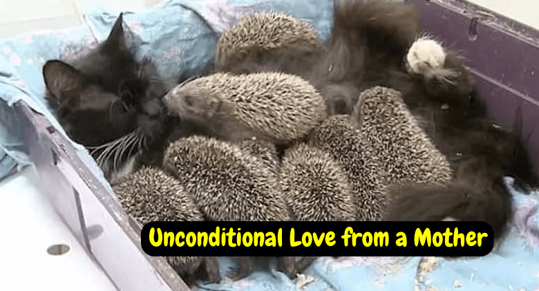 Wet-Nursing Cat for 8 Baby Hedgehogs ~ Unconditional Affection from a mother