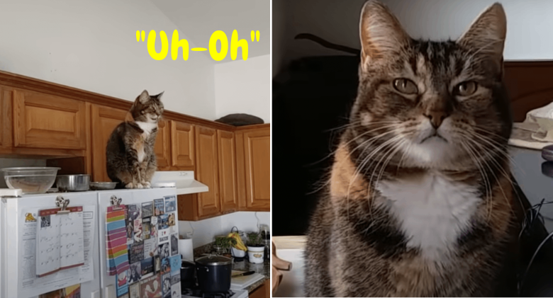 When a cat runs out of food, she says "Uh-Oh" like a person