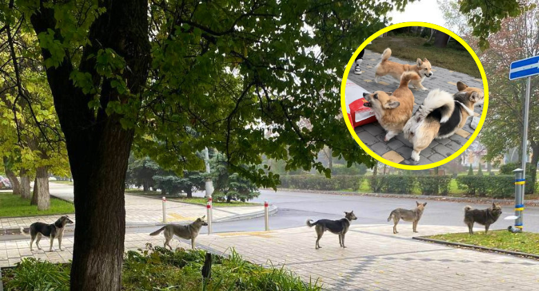 When a man notices Ukrainian dogs patiently waiting in line, he realises why