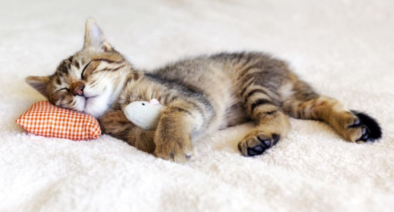 When he tries to get out of bed in the morning, this sleepy kitten is adorable