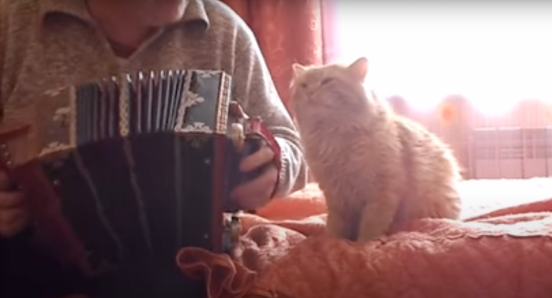 When his human plays the accordion just for him, the cat hugs and kisses him