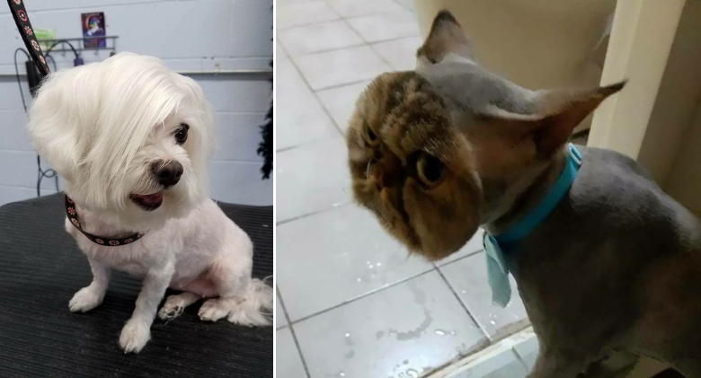 When people returned from taking their dogs to the groomer, they had to look twice