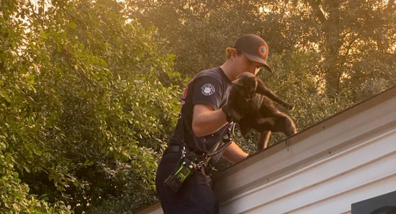 When the cat simply jumps into the firefighter's arms, his first rescue attempt goes too well!