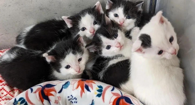 When the five kittens realise they are in good hands, they all come out of their shells at once