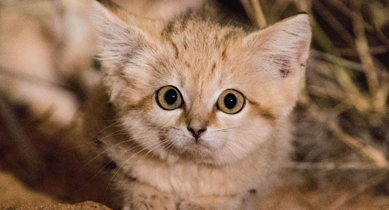 Wild Sand Kittens Are Just Too Adorable For Words, First Seen On Camera