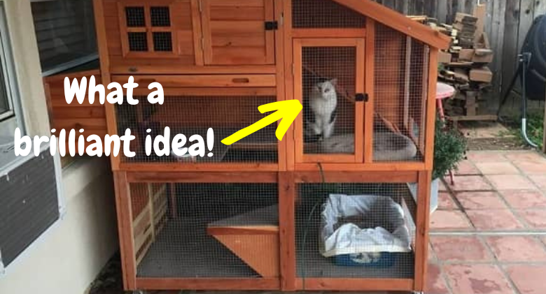 Woman Purchased A Chicken Coop For Her Kittens... They adore it, too!