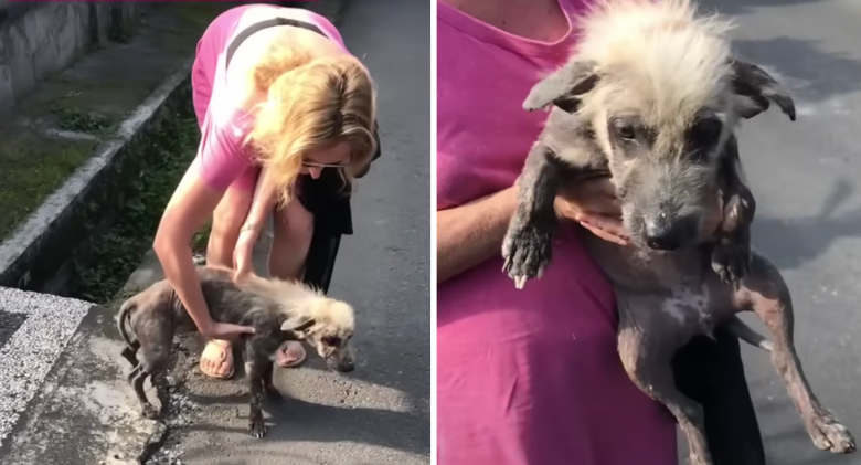 Woman Saves Hyena-Looking Animal on Highway, Now Has The Silkiest Fur