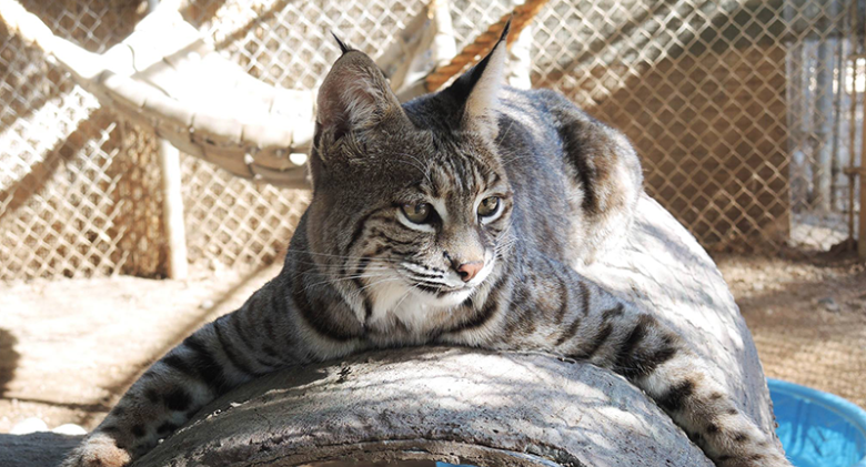 Yemaya, the "Bobcat Diva," was saved as a kitten by a conservation facility