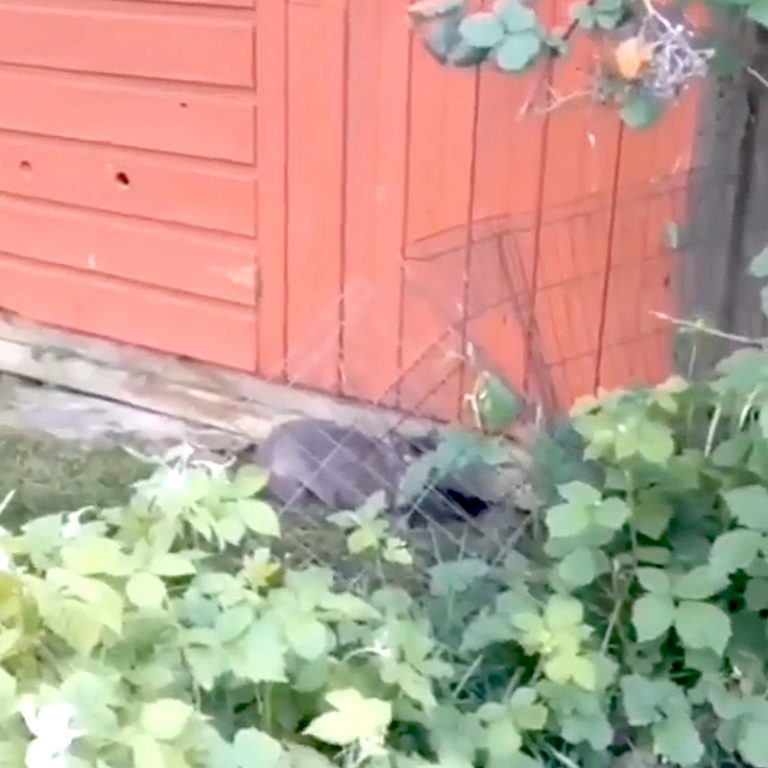 Rescuers Save the Family of the Pregnant Mama Cat Blackberry from the