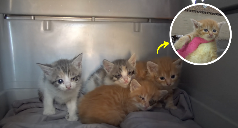 family-of-kittens-nearly-dumped-in-the-garbage-but-we-arrived-in-time-rescued-her