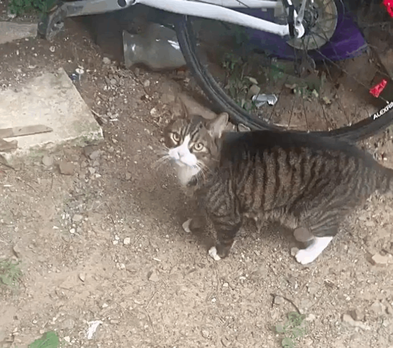 Cat returns to the loving couple who are prepared to transform his life