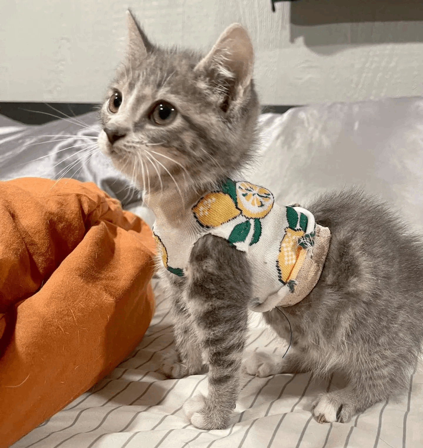 Kitten Makes Great Steps While Wearing Tiny Vest to Protect His Chest