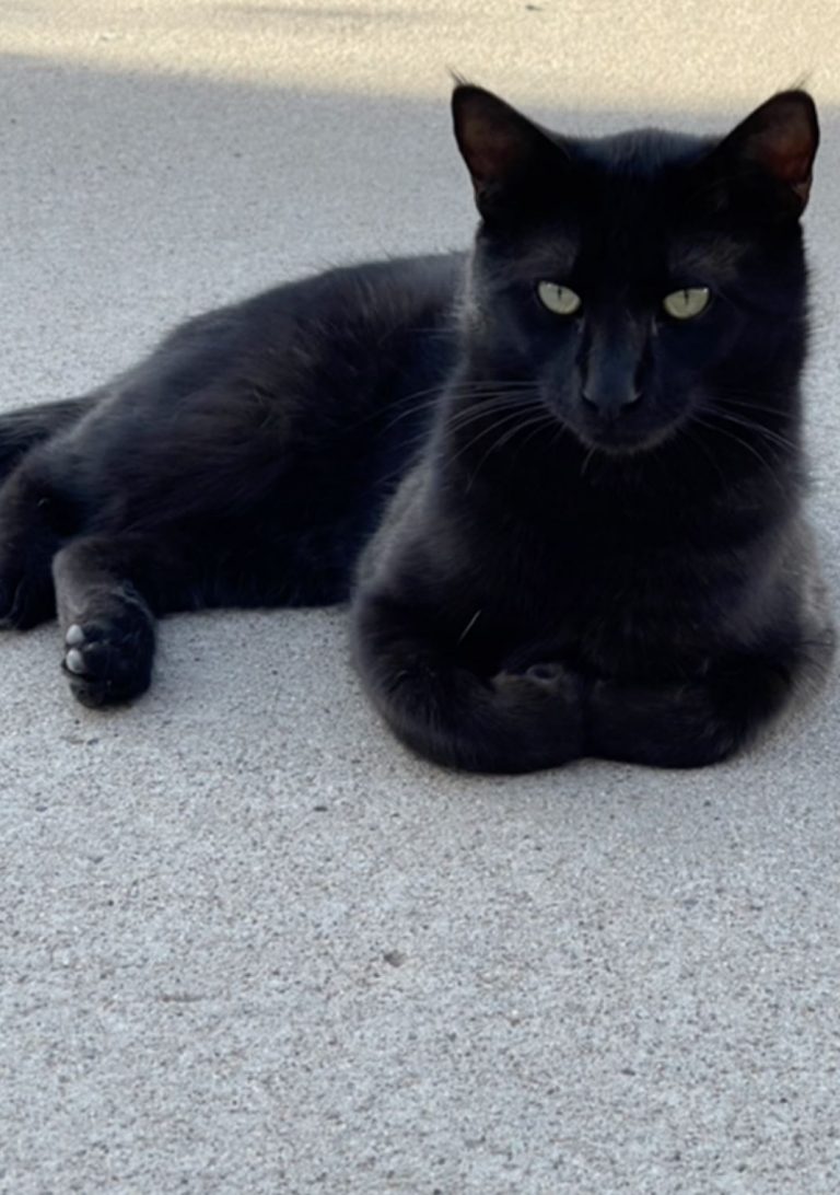 Family Discovers Stray Black Cat "Jack" Dozing in Den and Says, "We Do
