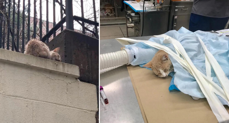kitten found on concrete wall turns around completely and wins the person