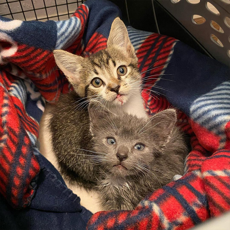 Chris The Cat Rescues Kitten Siblings Who Are Howling For Their Missing Mom