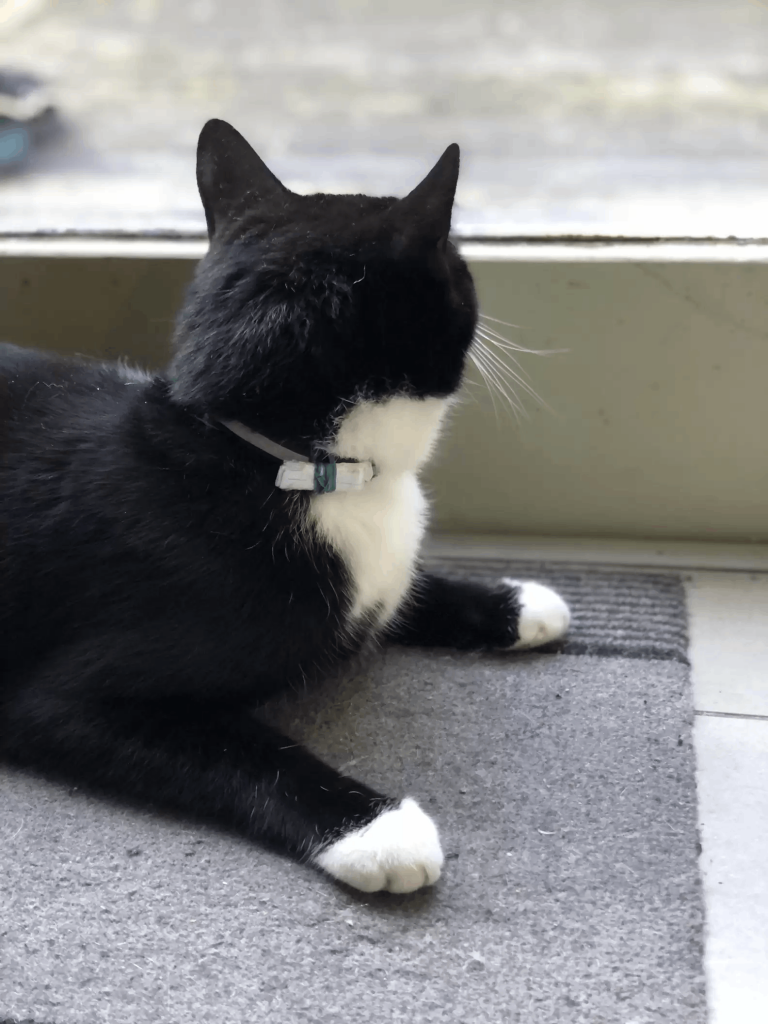 Cat Returns Home With A Note On His Collar, Beginning The Sweetest