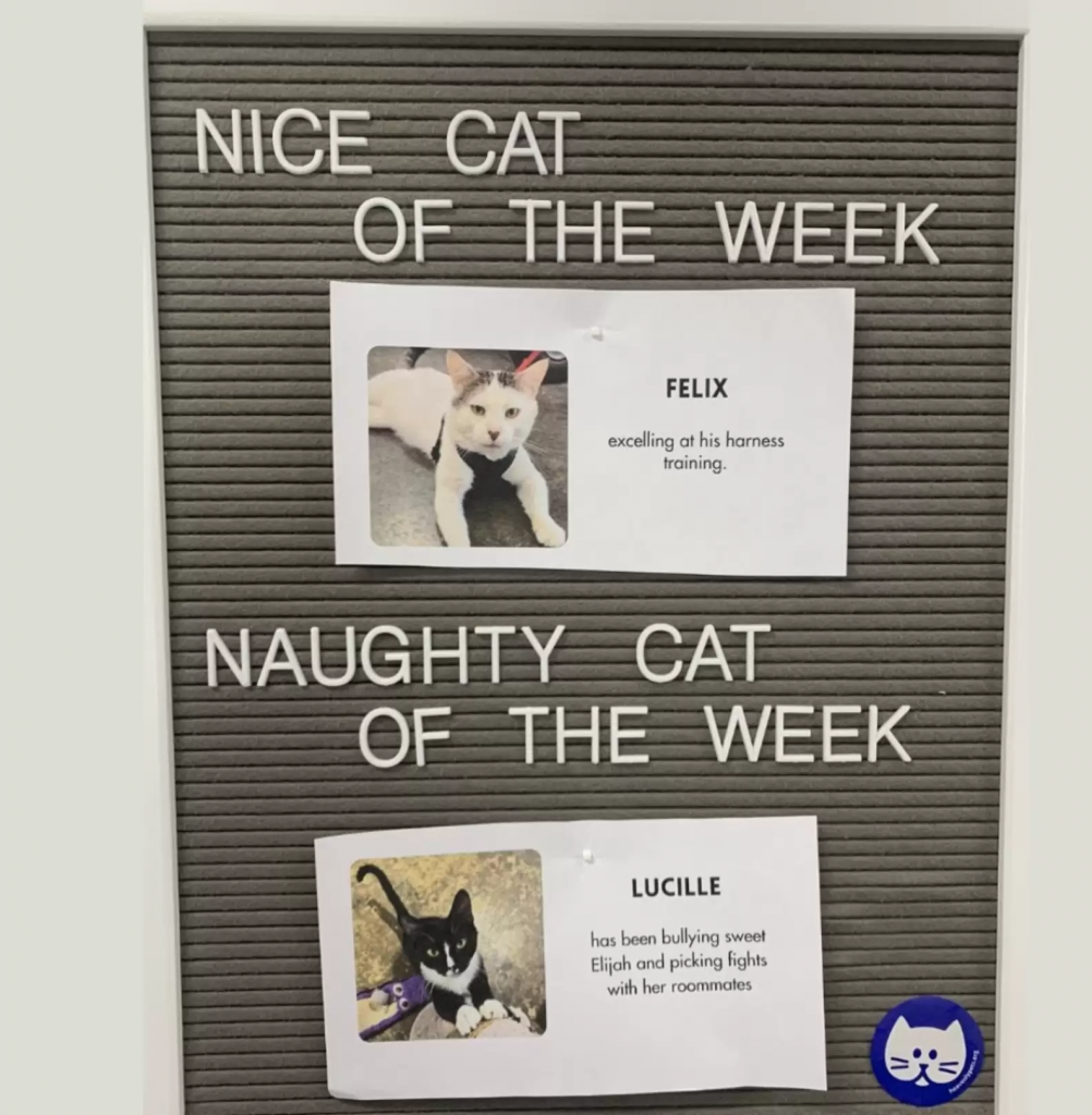 The "Nice And Naughty Cat of the Week" at this shelter is popular with