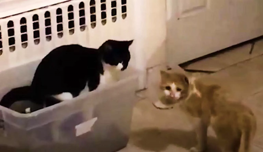 A starving cat appears in a person's backyard and begs for assistance