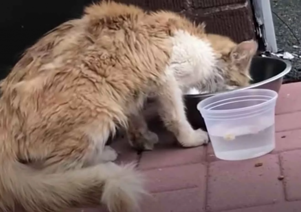 A starving cat appears in a person's backyard and begs for assistance
