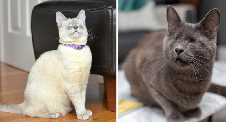 these two blind cats never let their condition limit how they lived their lives