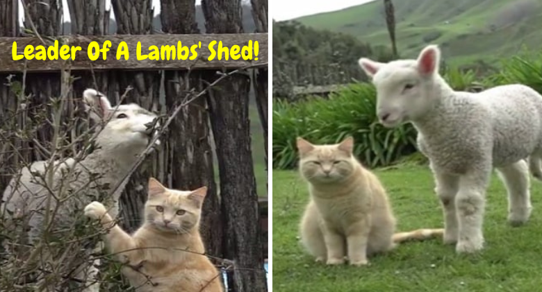 when Steve the Cat Became the Lambs' Leader! Watch the viral video